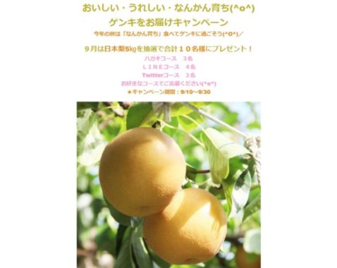 なんかん育ちの日本梨５㎏