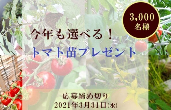 【3,000名様】今年も選べる！トマト苗プレゼント企画★トマコミで育てよう2021