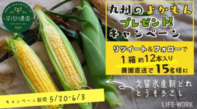 久留米産「とうもろこし 1箱」が15名様に当たる産地直送懸賞☆