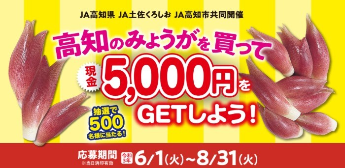 爆買い正規品】 JA土佐くろしお みょうが現金5000円プレゼント