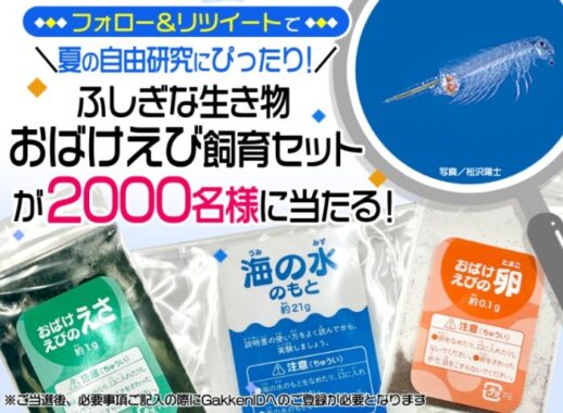 おばけえび飼育セットがその場で当たる大量当選キャンペーン 懸賞主婦