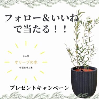 平和の象徴・幸せを呼ぶ木として知られる「オリーブの木」が当たるInstagram懸賞♪