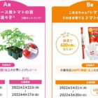 トマトの苗 / トマトの苗＋土セット