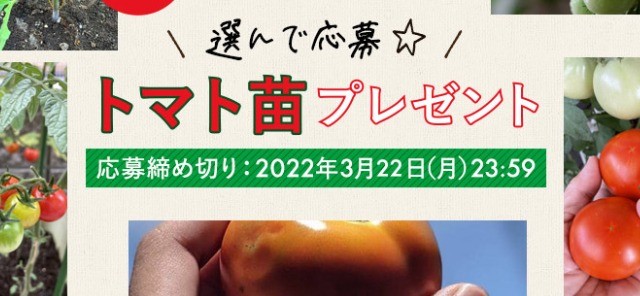 ＼3,000名様プレゼント／トマト苗栽培シーズン到来！