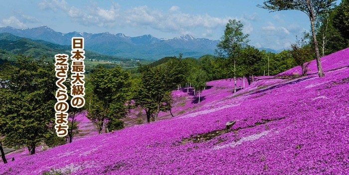 北海道滝上町の2023年「芝ざくら」開花日を予想するハガキクイズ懸賞♪