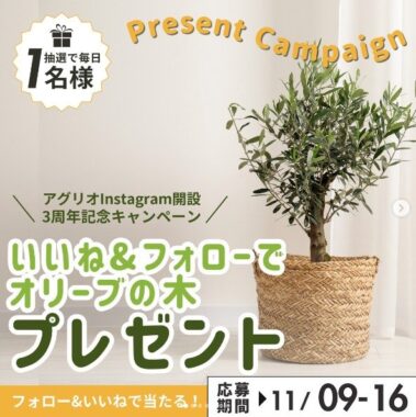 オリーブの木 / パキラの木 / ハーブ苗 品種おまかせセット など
