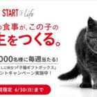愛猫との暮らしに役立つ子猫ギフトボックスが当たる大量当選キャンペーン