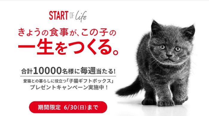 愛猫との暮らしに役立つ子猫ギフトボックスが当たる大量当選キャンペーン