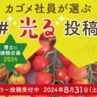 カゴメ商品詰め合わせが当たるトマト栽培の写真投稿キャンペーン