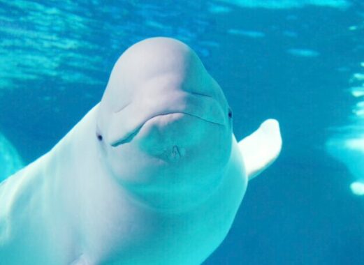 千葉県一の規模を誇る水族館の入場券が当たる、お出かけモニター募集キャンペーン