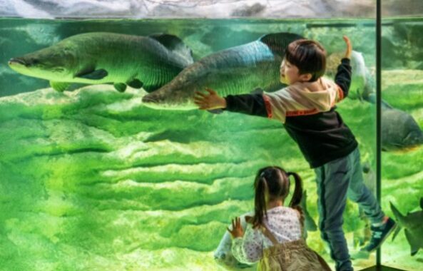 【神奈川県】カワスイ 川崎水族館の入場券が当たる、お出かけモニターキャンペーン