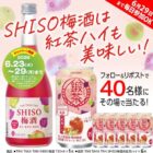 SHISO梅酒＆紅茶ハイ
