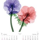 アーティスト アリー・ファン・ト・リートさんによるアートカレンダー