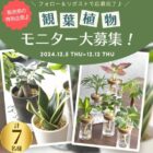 観葉植物モニター