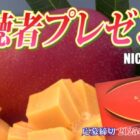 宮崎完熟マンゴー「太陽のタマゴ」などが当たるプレゼントキャンペーン