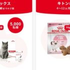毎週抽選！10,000名様に子猫のお試しフードが当たるキャンペーン