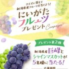 新潟県産の巨峰＆シャインマスカットが当たる豪華クイズキャンペーン