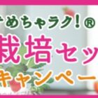 めちゃラク！いちご栽培セット商品モニター