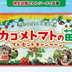 【対象店舗×カゴメ】カゴメトマトの苗が当たるレシートキャンペーン