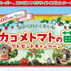 カゴメトマトの苗