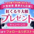 雪付き紅くるり大根