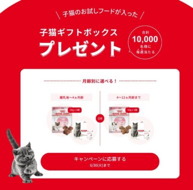 子猫のお試しフードが入った「子猫ギフトボックス」が当たるキャンペーン