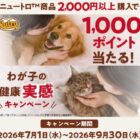 パークチケットが当たるディズニー★JCBカード×ディズニープラス会員限定キャンペーン